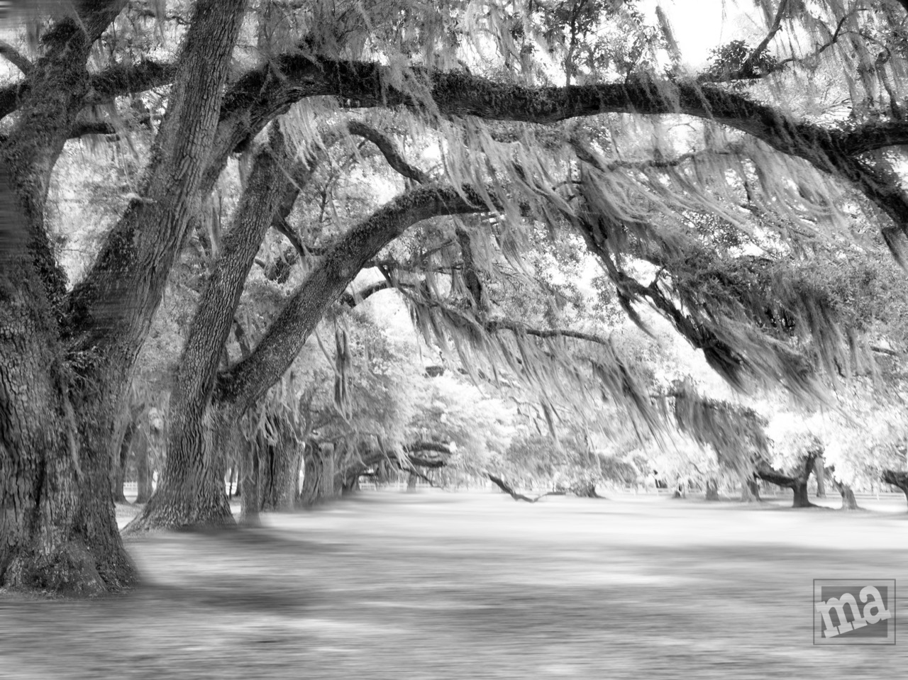 Marge Agin, Lowcountry Fine Art Photography