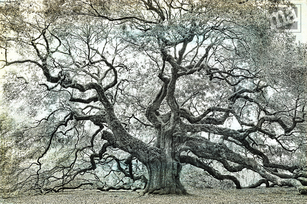 Angel Oak Blue by Marge Agin, Low Country Fine Art Photography