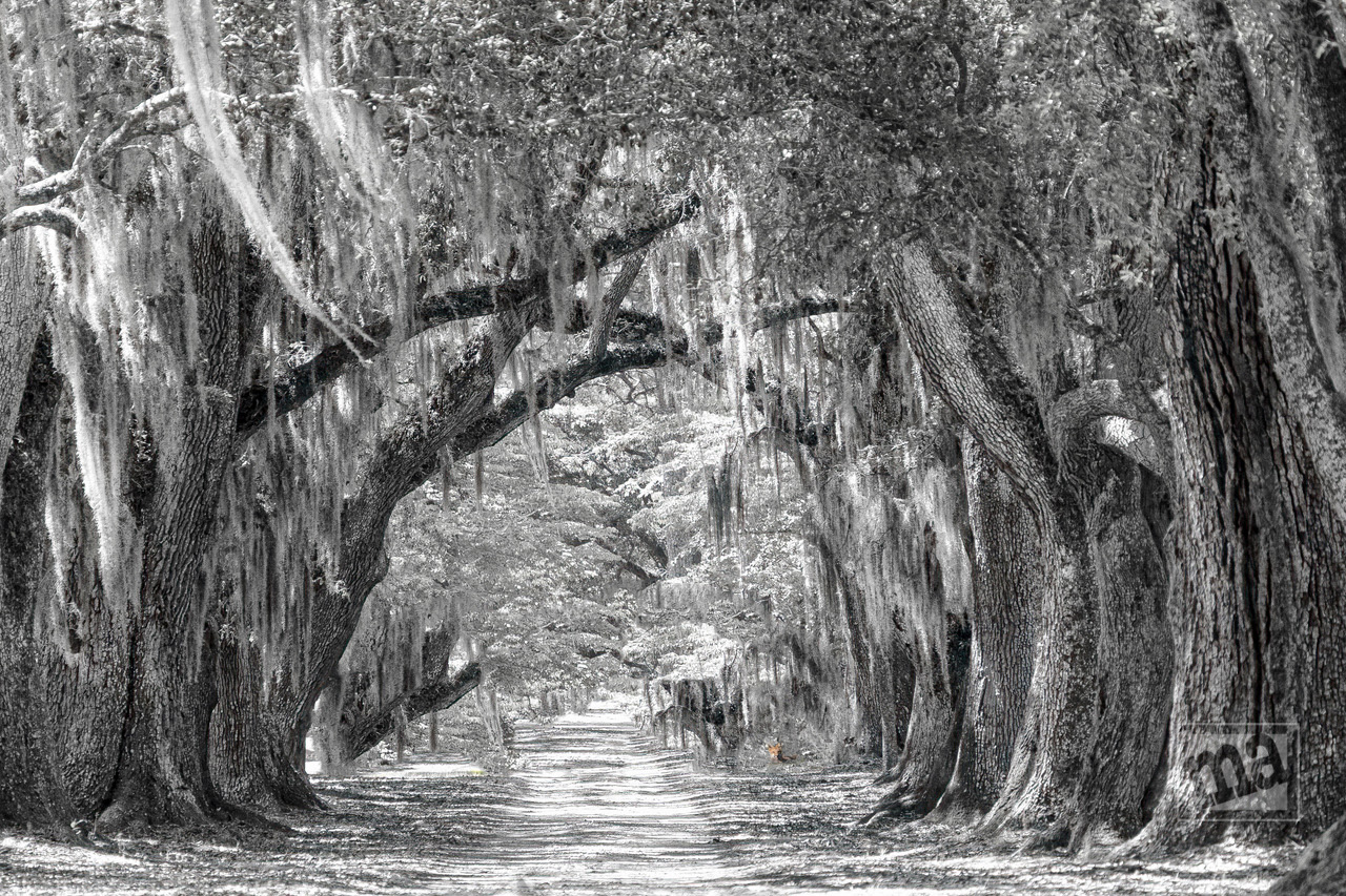 Marge Agin, Lowcountry Fine Art Photography