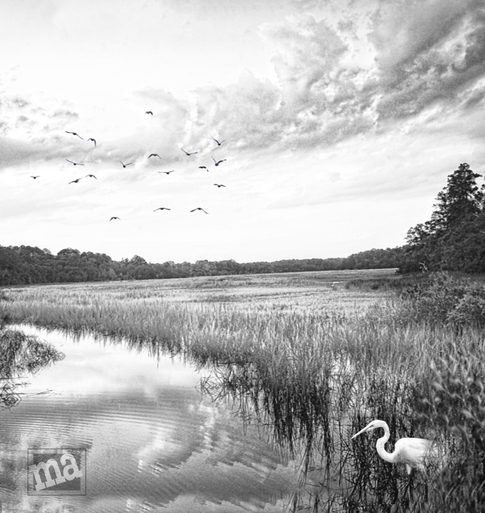 Life in the Low Country by Marge Agin Marge Agin, Low Country Fine Art Photography