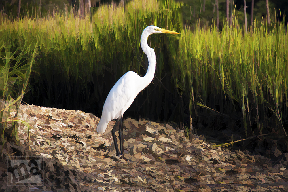 Marge Agin, Low Country Fine Art Photography