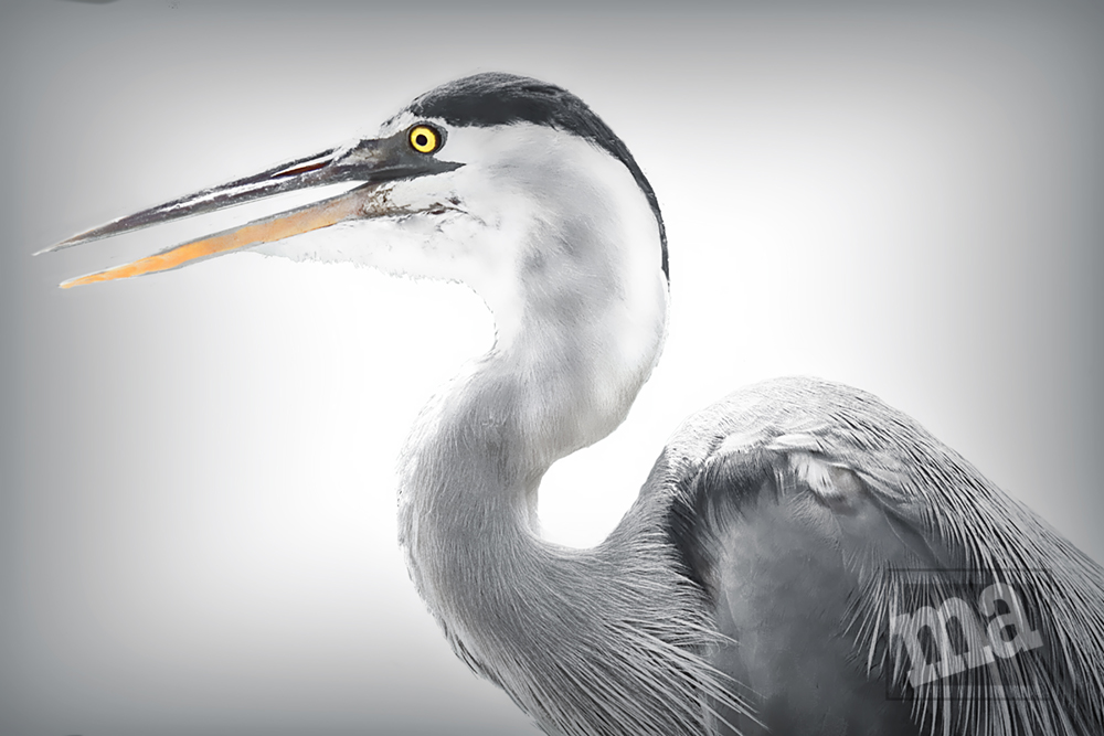 Portrait of a Heron by Marge Agin