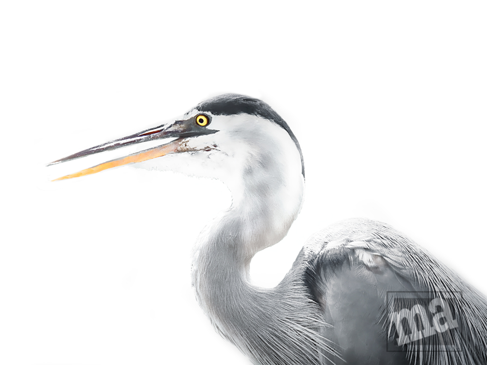 The Heron by Marge Agin