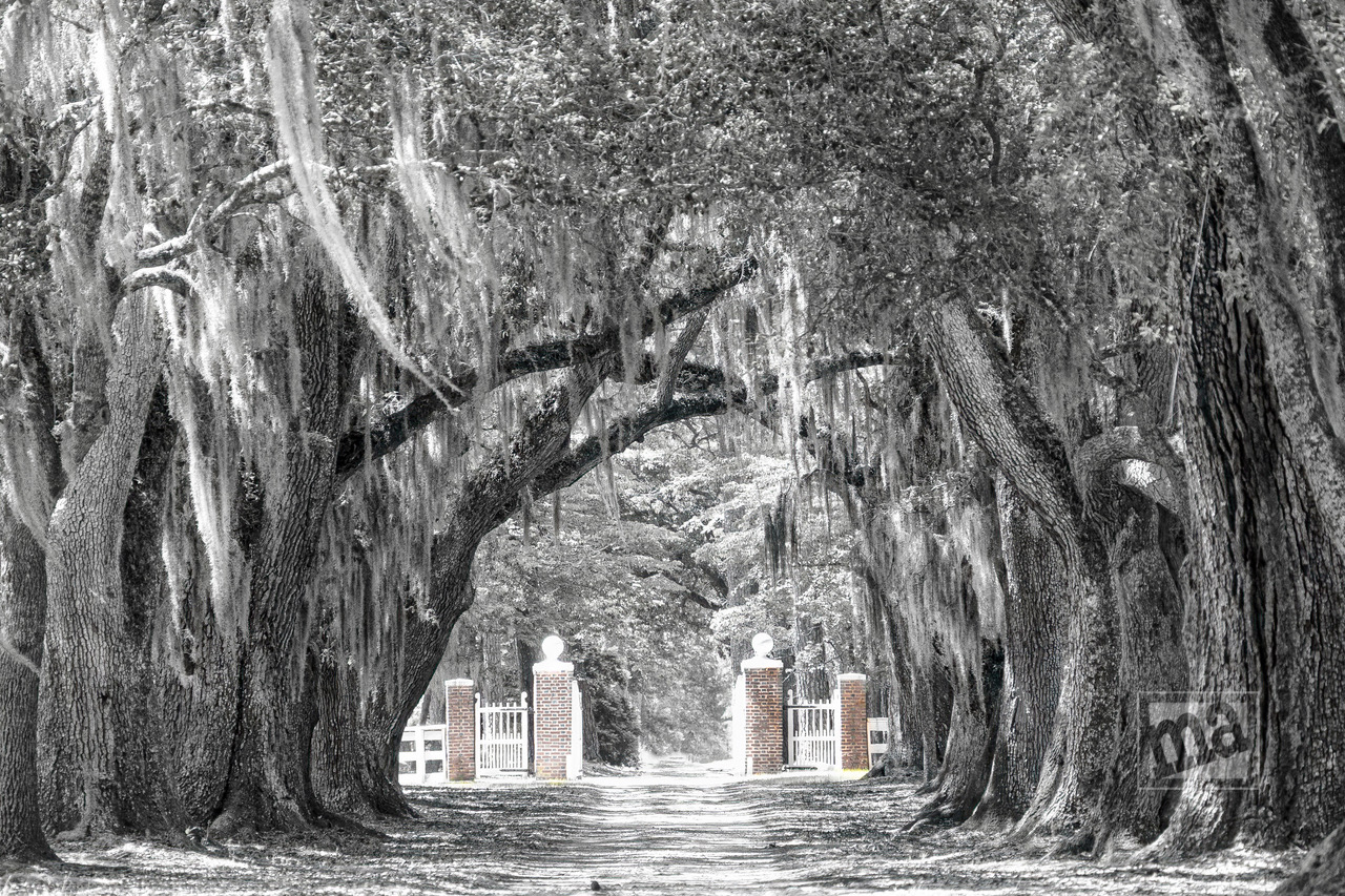Marge Agin, Lowcountry Fine Art Photography