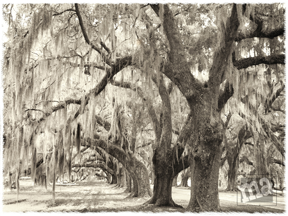 Marge Agin, Low Country Fine Art Photography